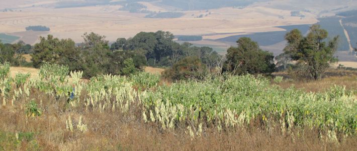 Invasive Alien Plants